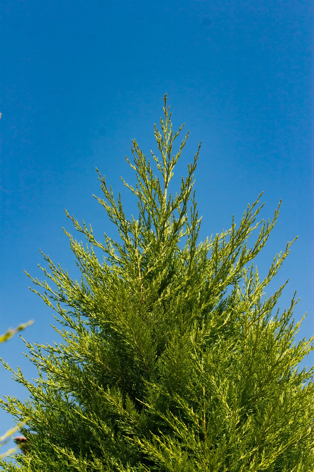 Greens, image 5