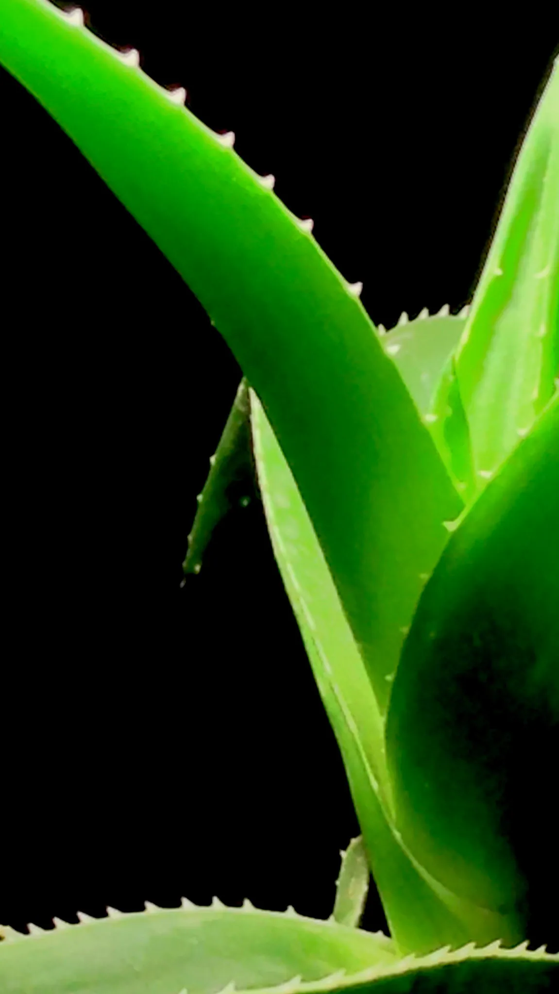 Greens, photograph