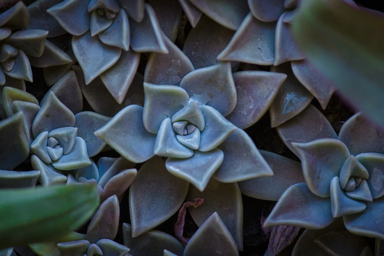 Greens, image 3