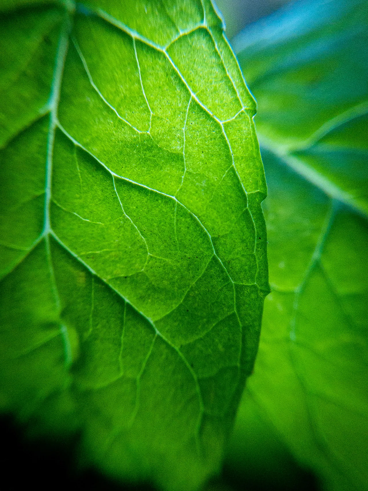 Greens, image 6